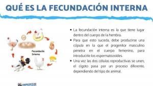 What is INTERNAL fertilization and examples